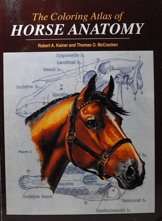 Image for Coloring Atlas of Horse Anatomy by Robert Kainer Coloring Atlas of Horse Anatomy by Robert Kainer