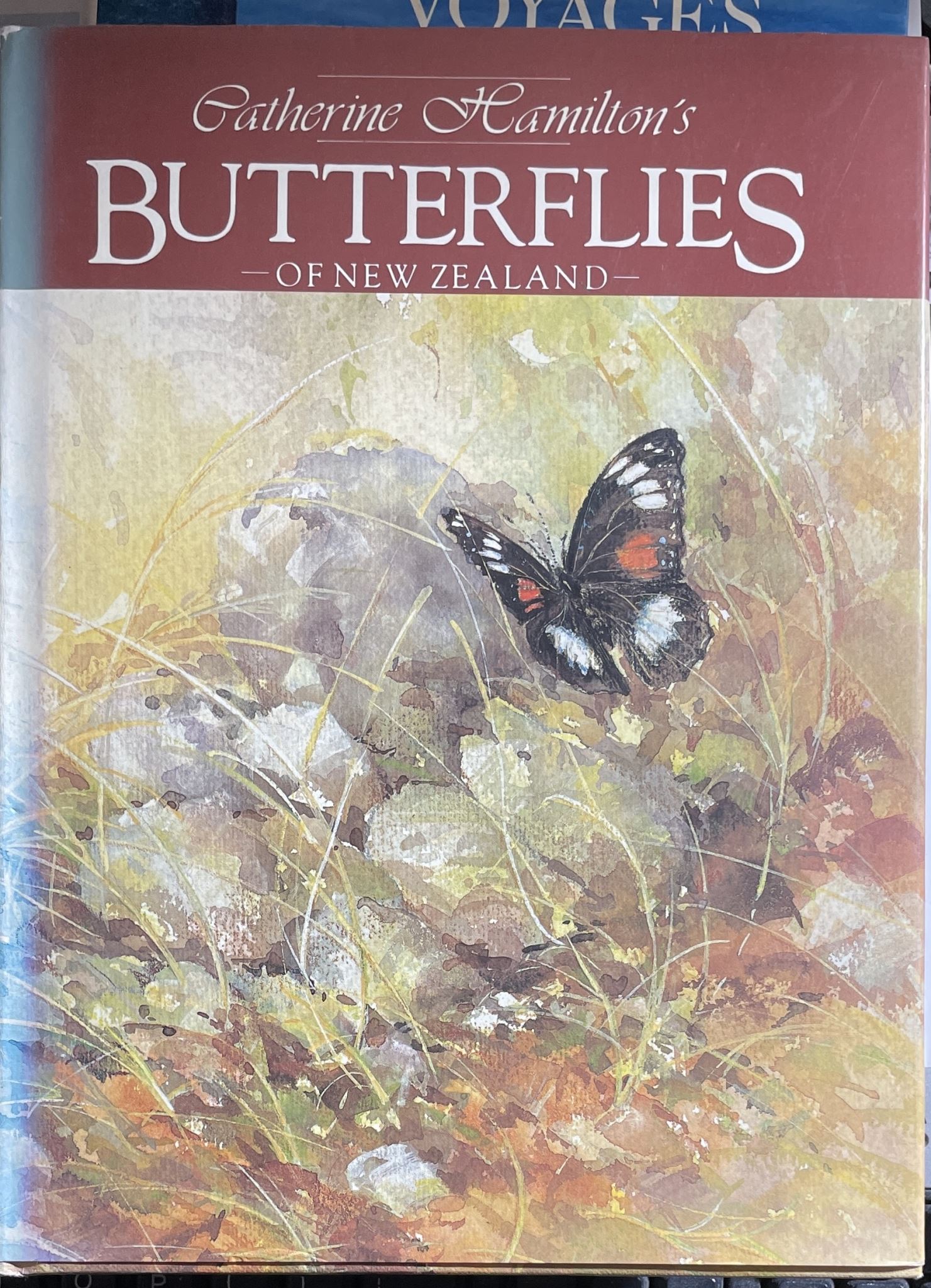 Catherine Hamilton's Butterflies of New Zealand