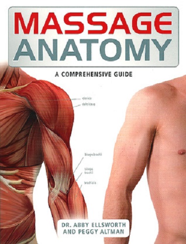 Massage Anatomy A Comprehensive Guide