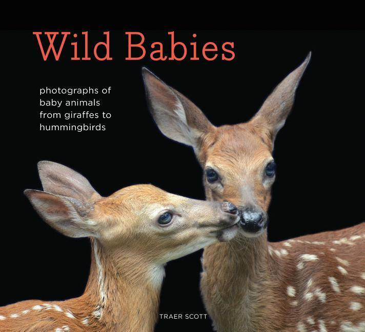 Wild Babies Photographs of Baby Animals from Giraffes to Hummingbirds