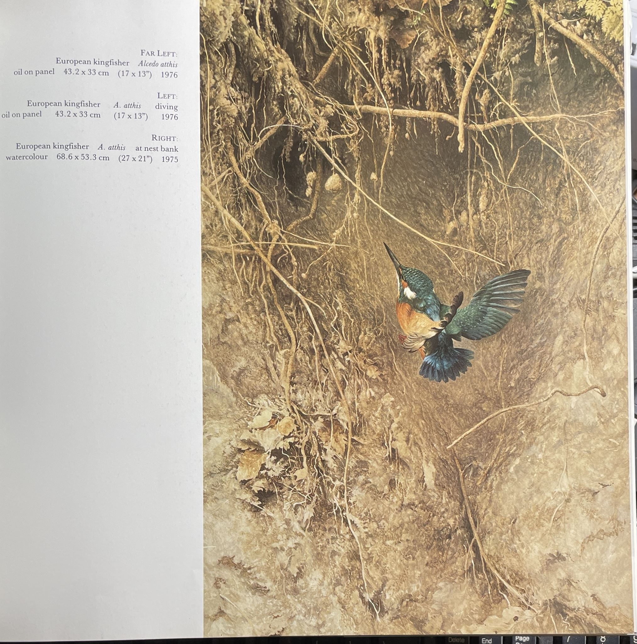 Wild Portraits by Raymond Harris-Ching