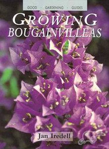 Growing Bougainvilleas in New Zealand by Jan Iredell