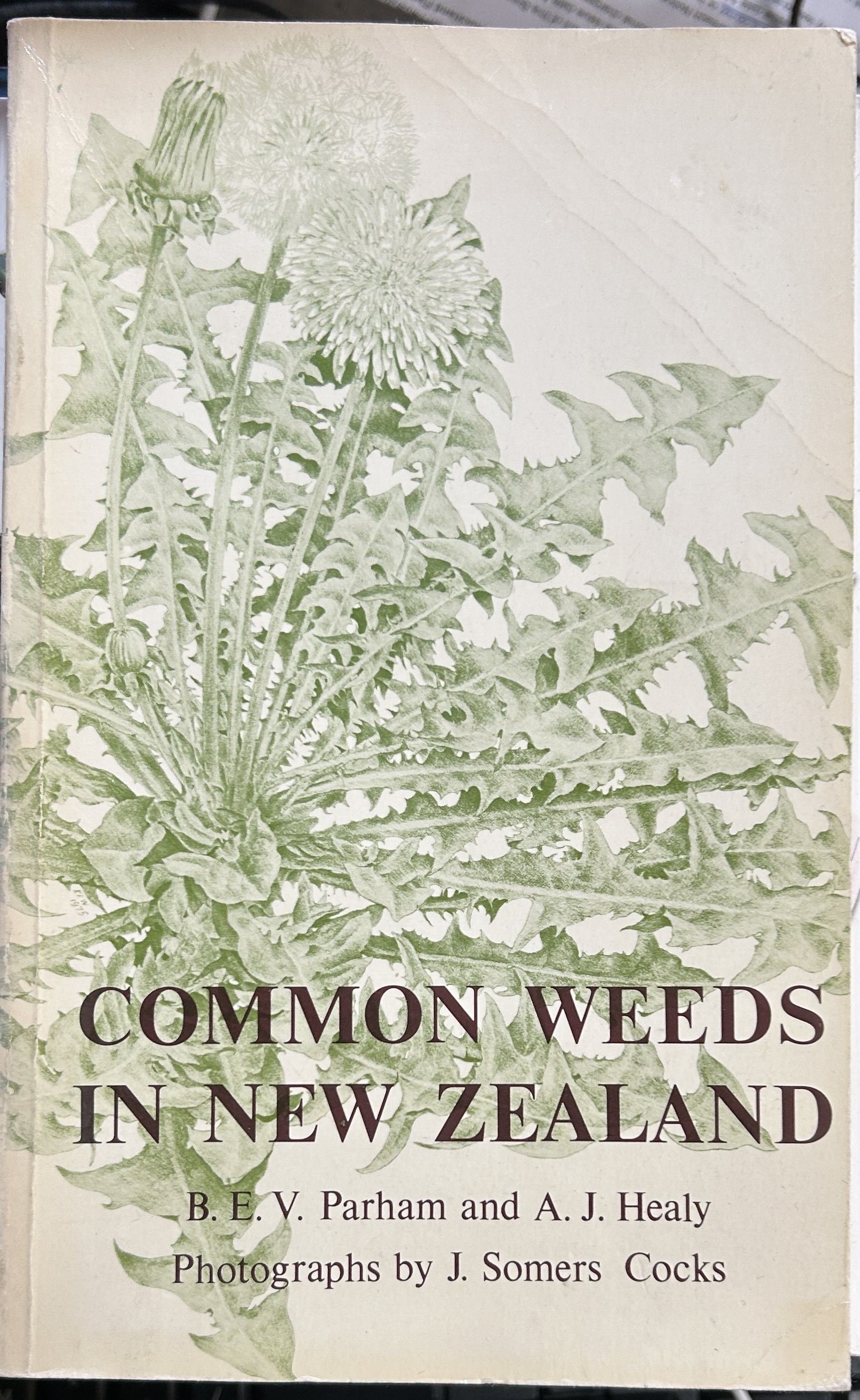 Common Weeds in New Zealand