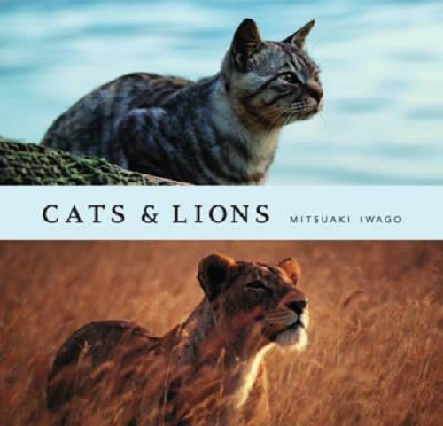 Cats and Lions by Mitsuaki Iwago
