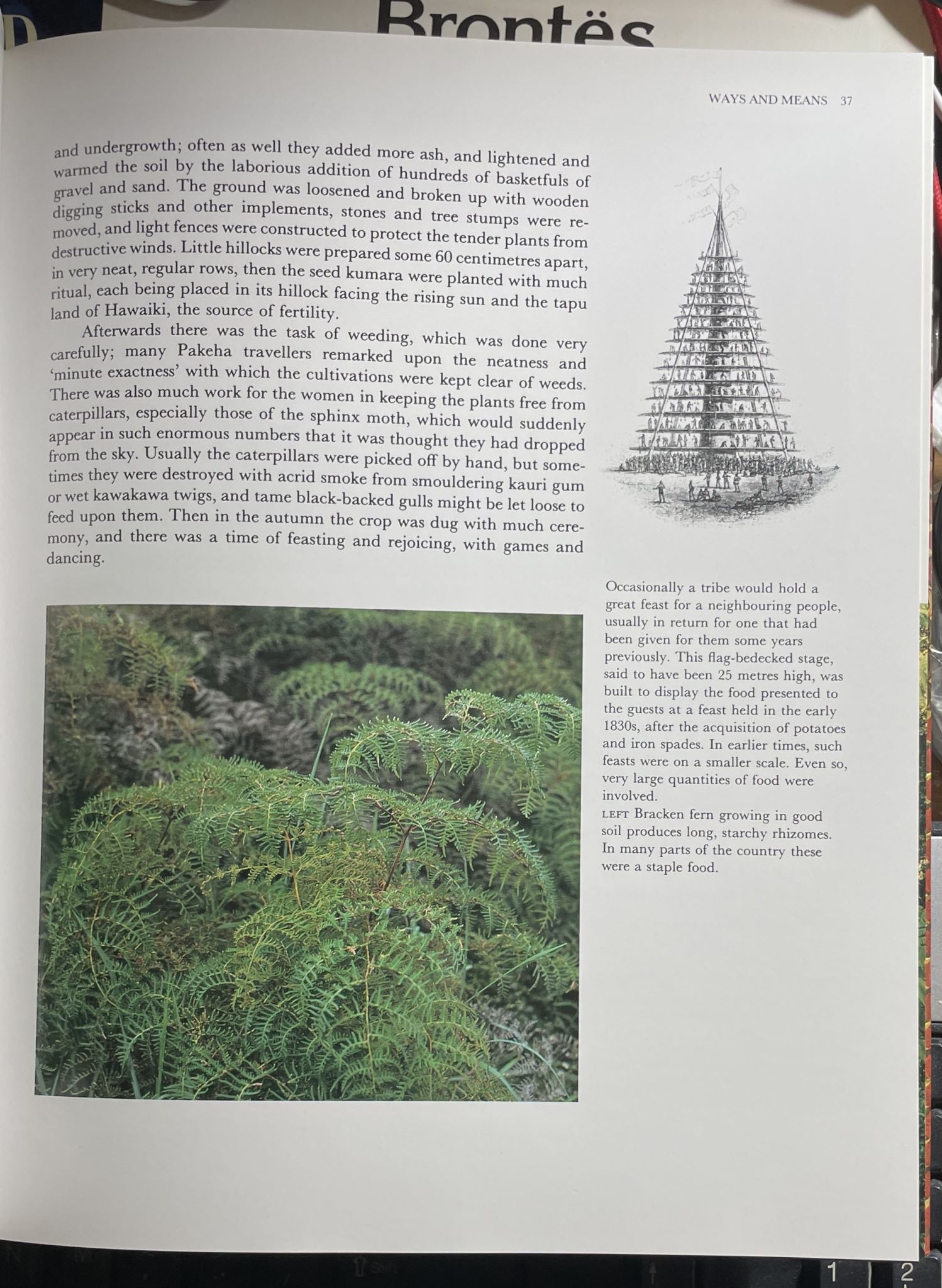 The Natural World of the Maori by Margaret Orbell