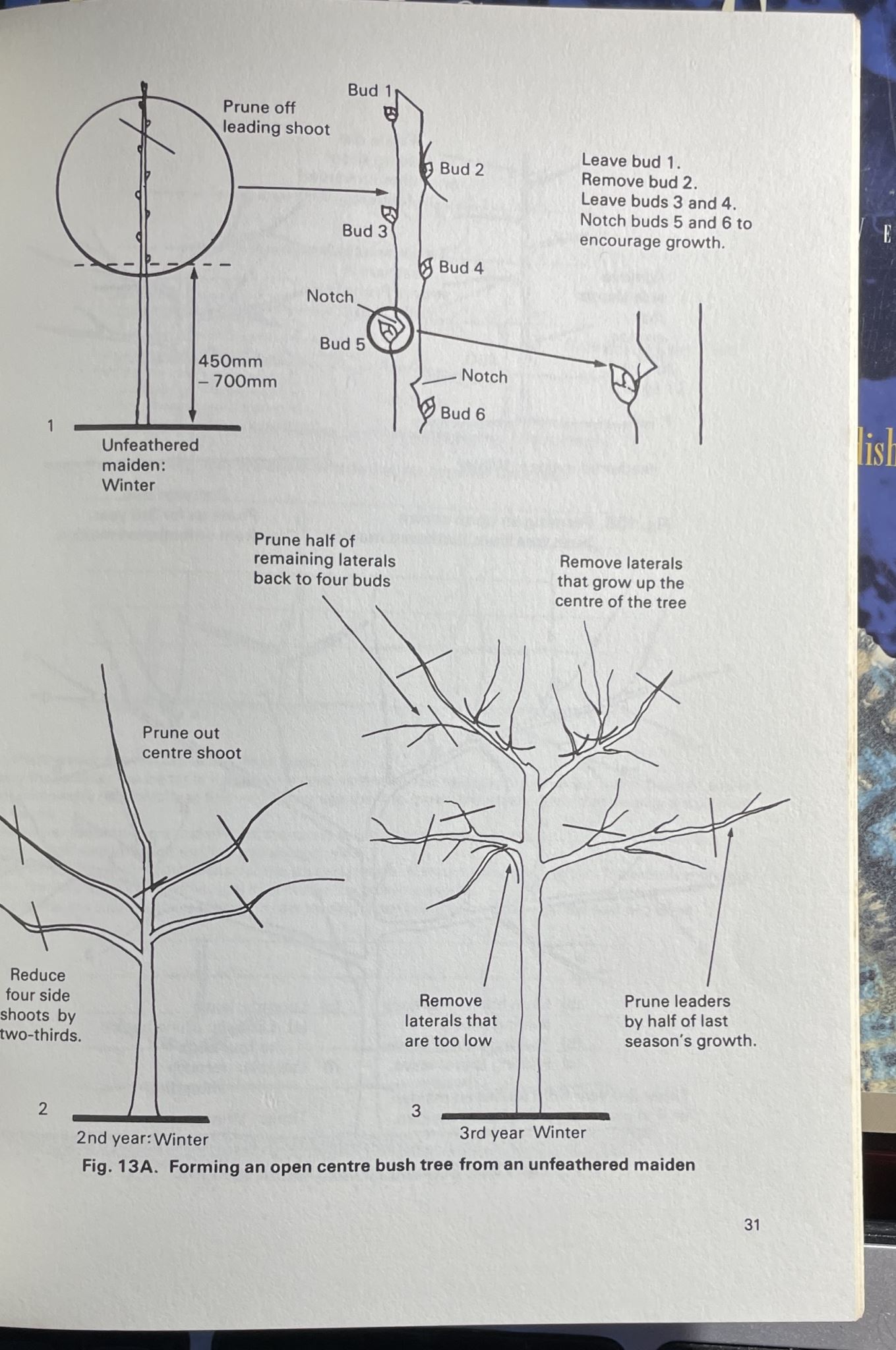 Fruit Growing by David Antill