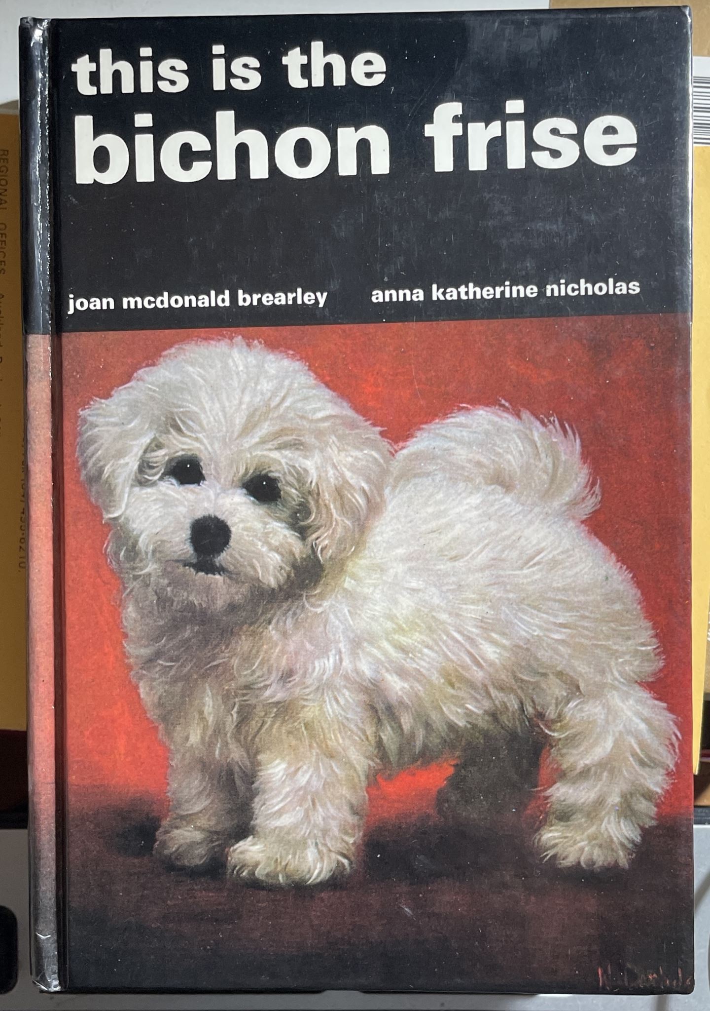 This is the Bichon Frise