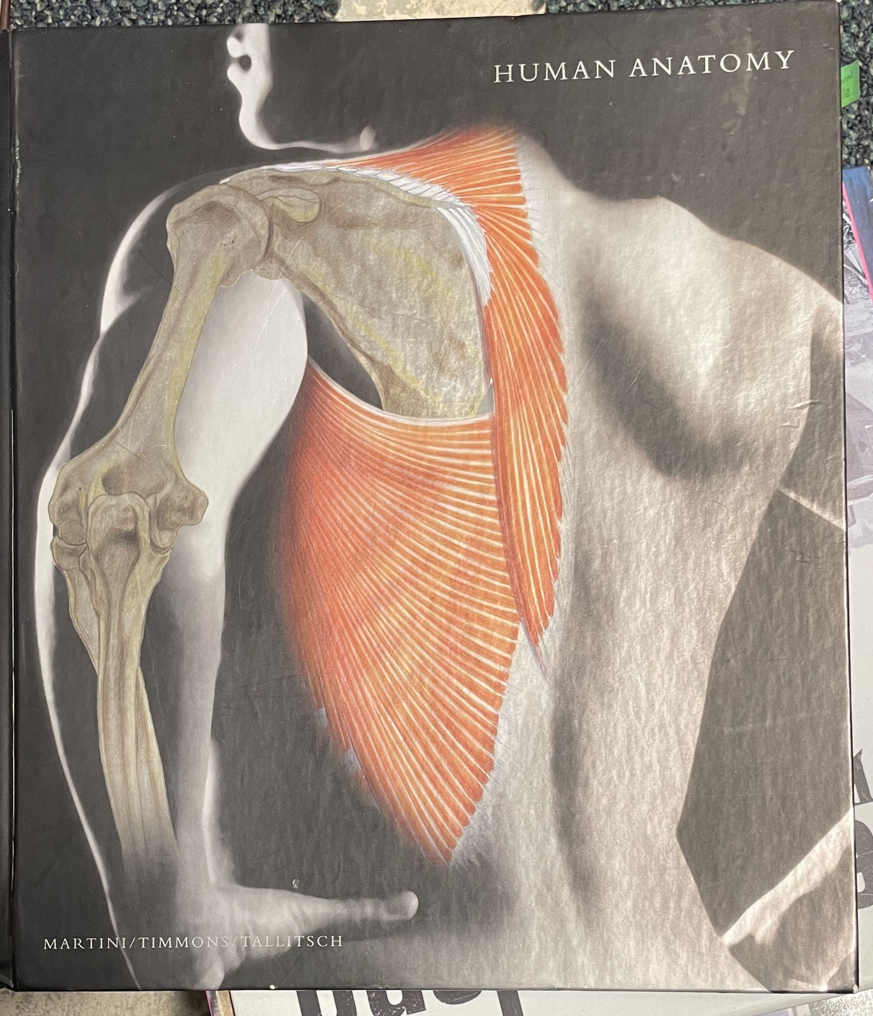 Human Anatomy by Frederic H. Martini; Michael J. Timmons; Robert B. Tallitsch