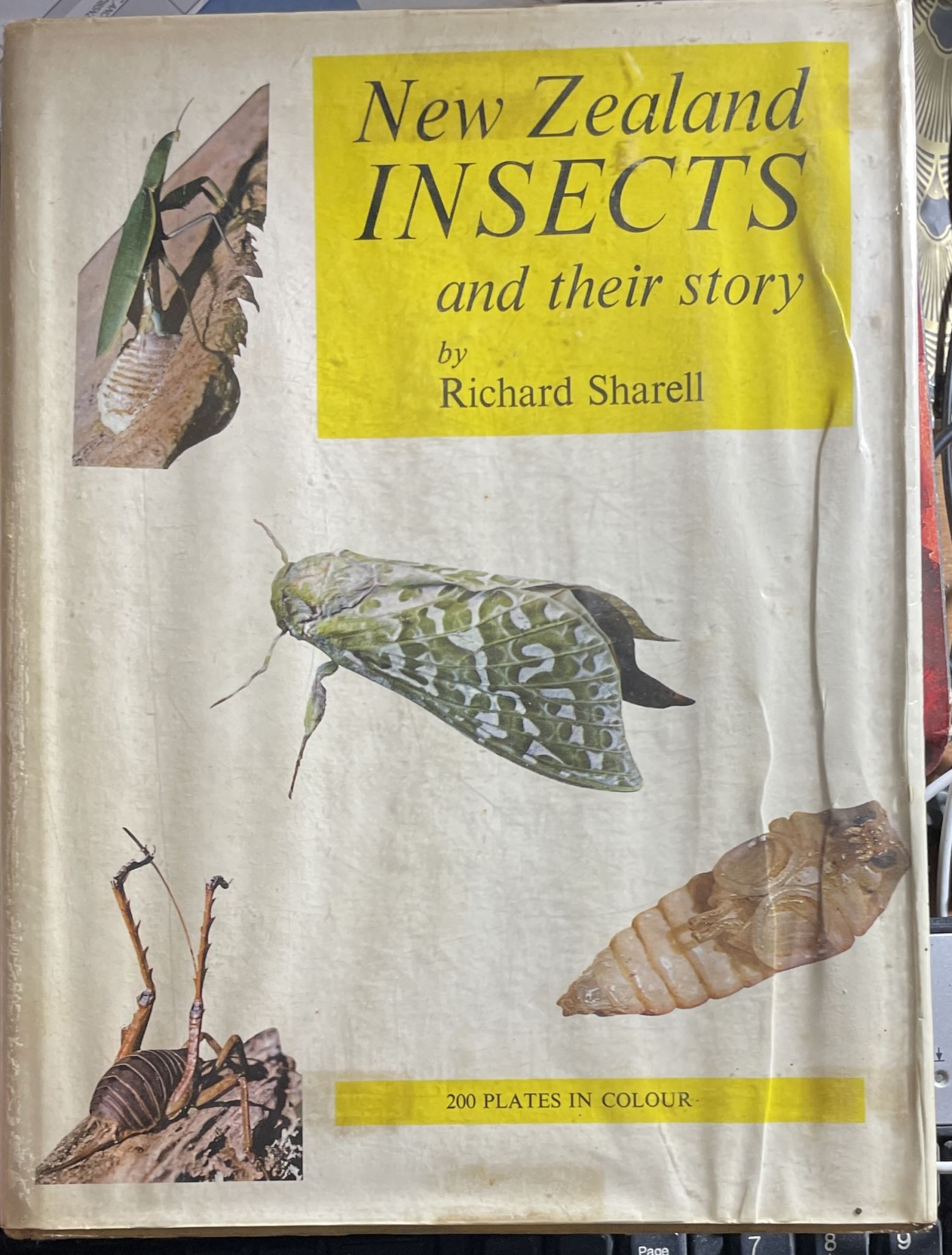 New Zealand Insects & their story by Richard Sharell
