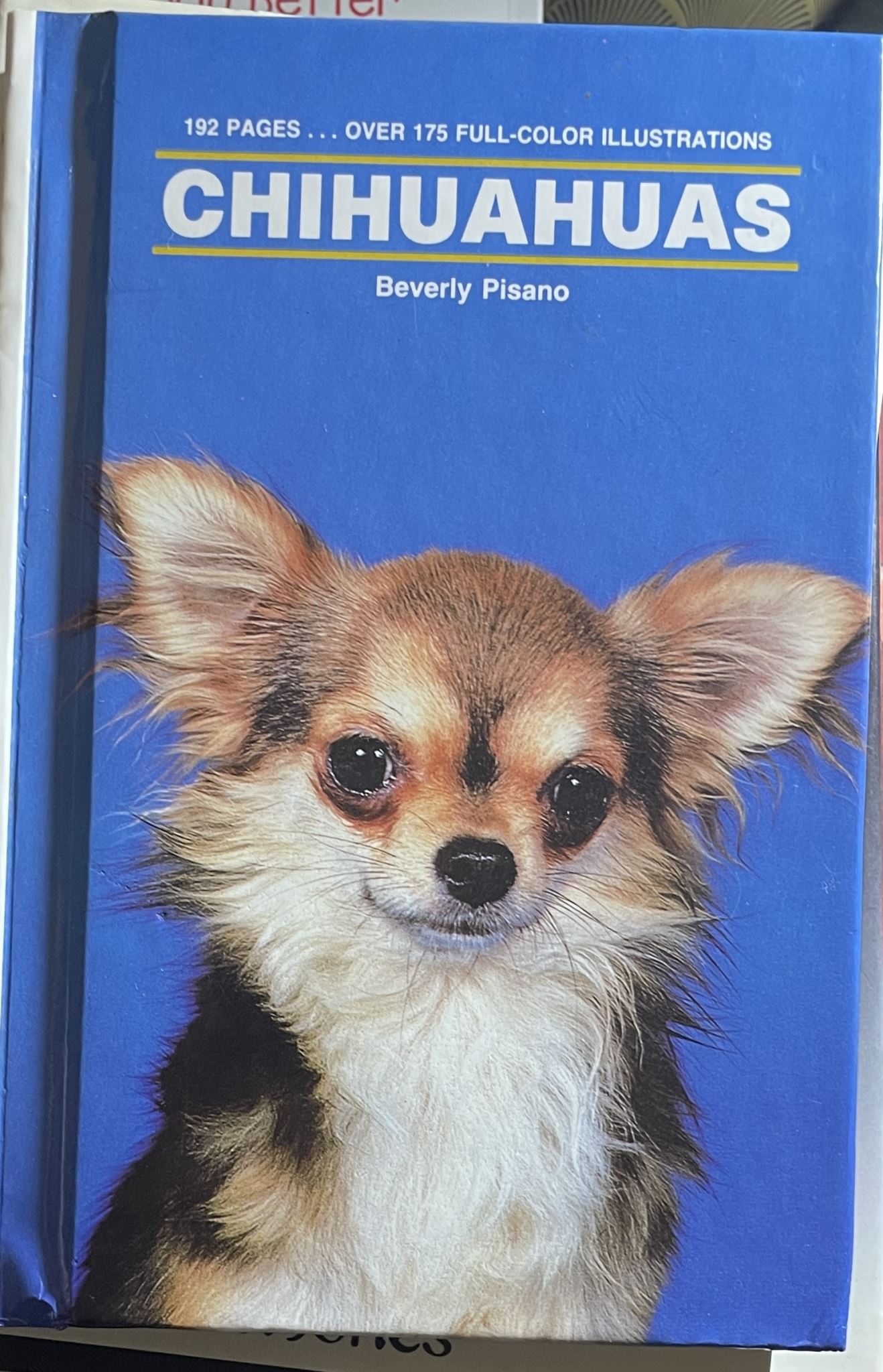 Chihuahuas By Beverly Pisano