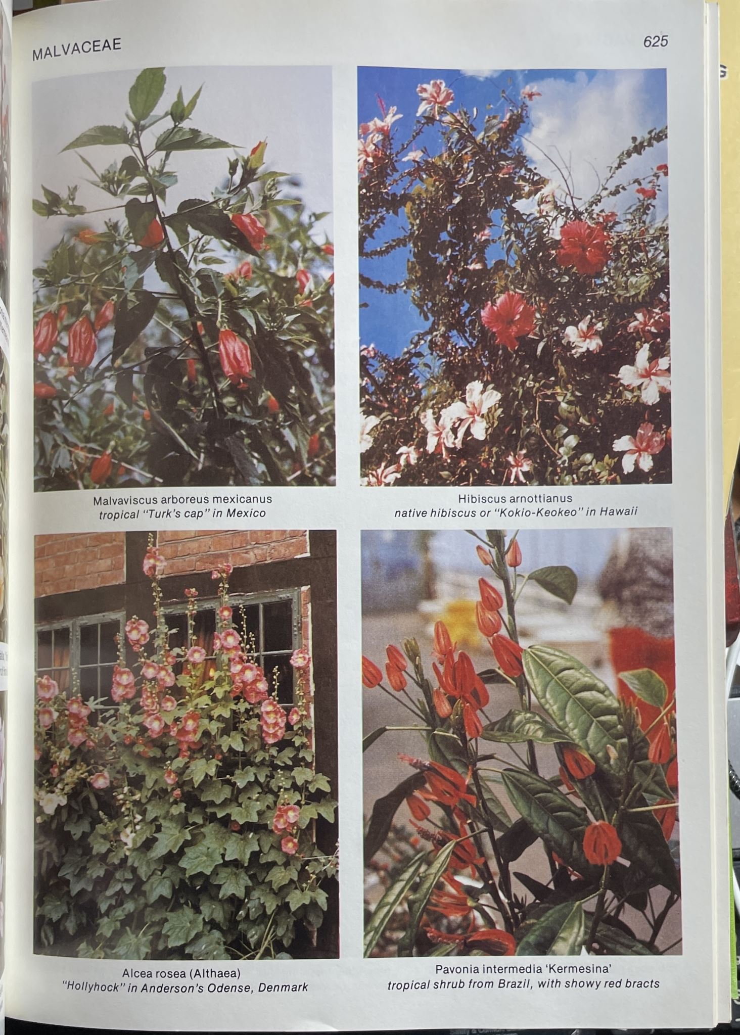 Tropica Color Cyclopedia of Exotic Plants and Trees by A. B. Graf