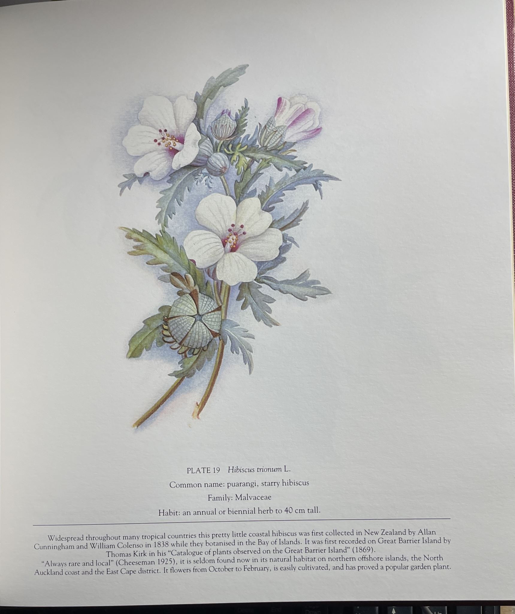 Fanny Osborne's Flower Paintings (NZ) by Jeanne H. Goulding in Slipcase Signed
