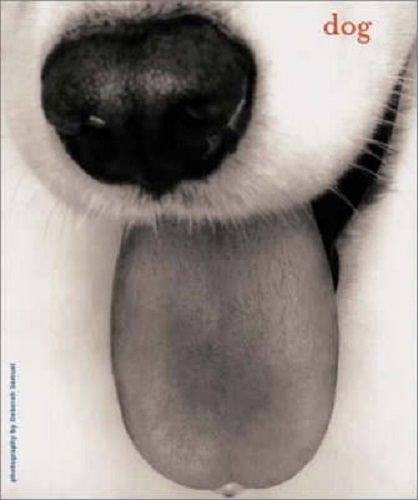 Dog Photography By Deborah Samuel