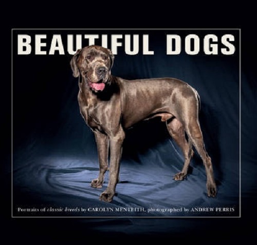 Beautiful Dogs By Caroline Menteith