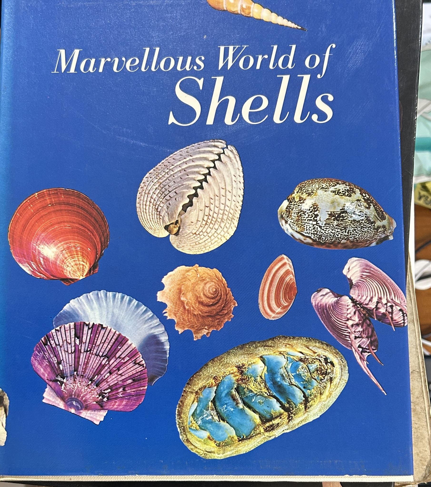 Marvellous world of shells by Donata Lucifora