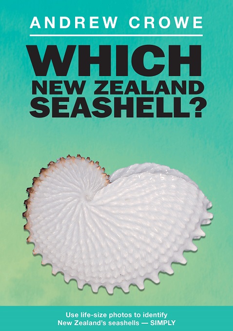 Which New Zealand Seashell Use Life-size photos to Identify New Zealand's Seashells Simply